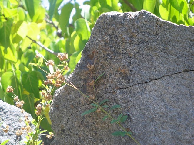 dsc01526.jpg