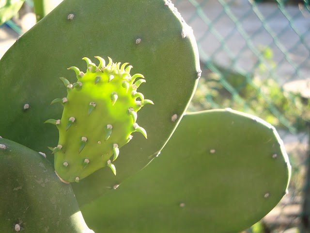dsc01551.jpg