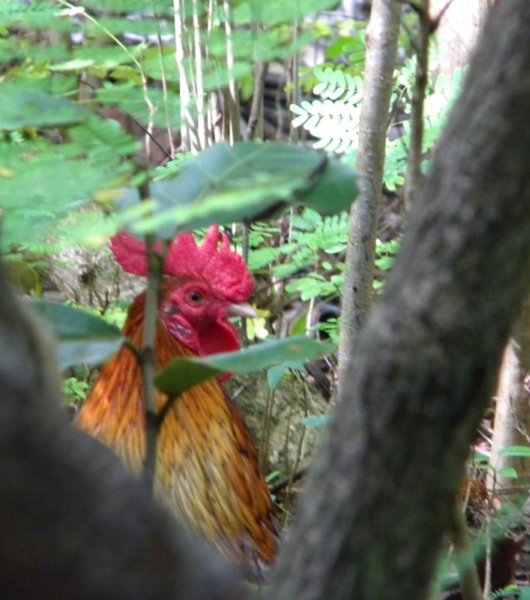 elcantodelanaturaleza.jpg