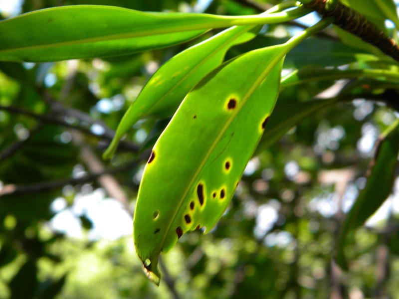 verde22.jpg