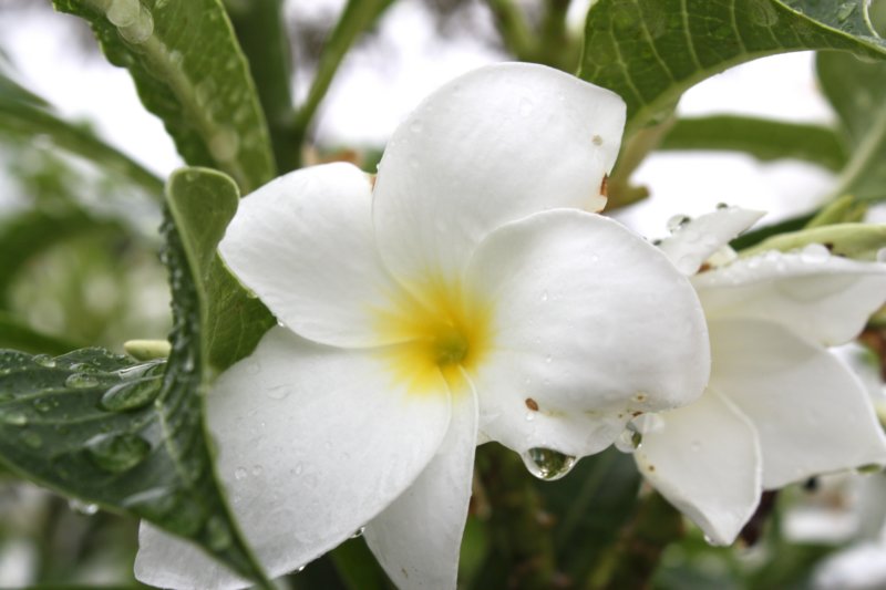 blanca.jpg