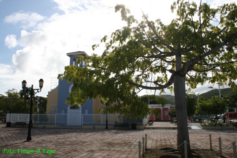 ceiba3013.jpg
