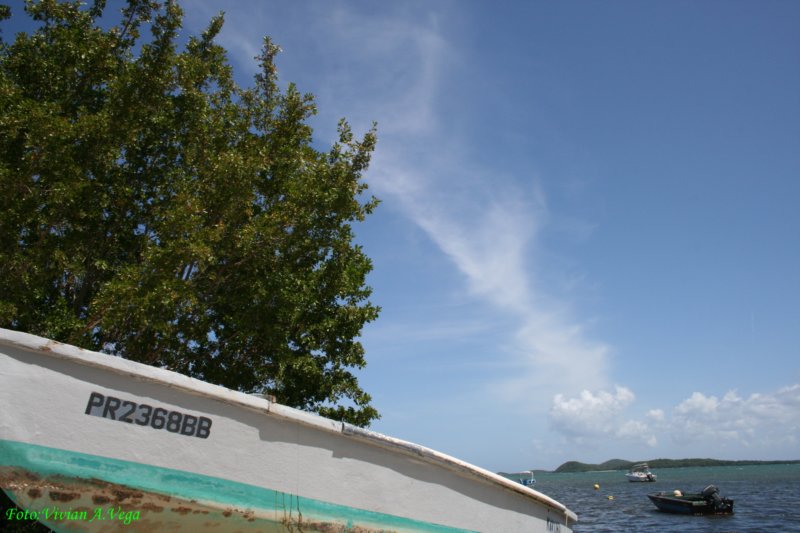 ceiba3040.jpg