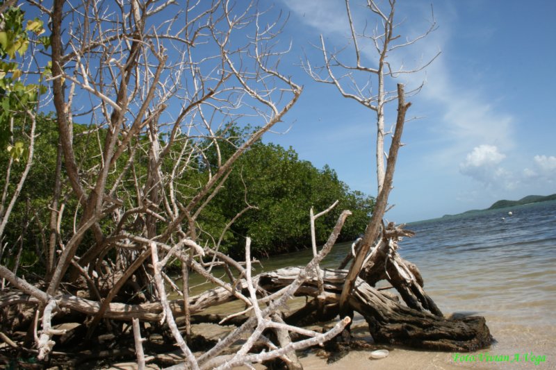 ceiba3046.jpg