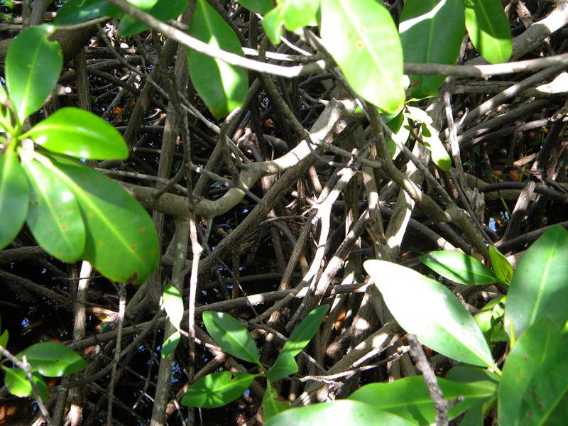 dscn0235.jpg